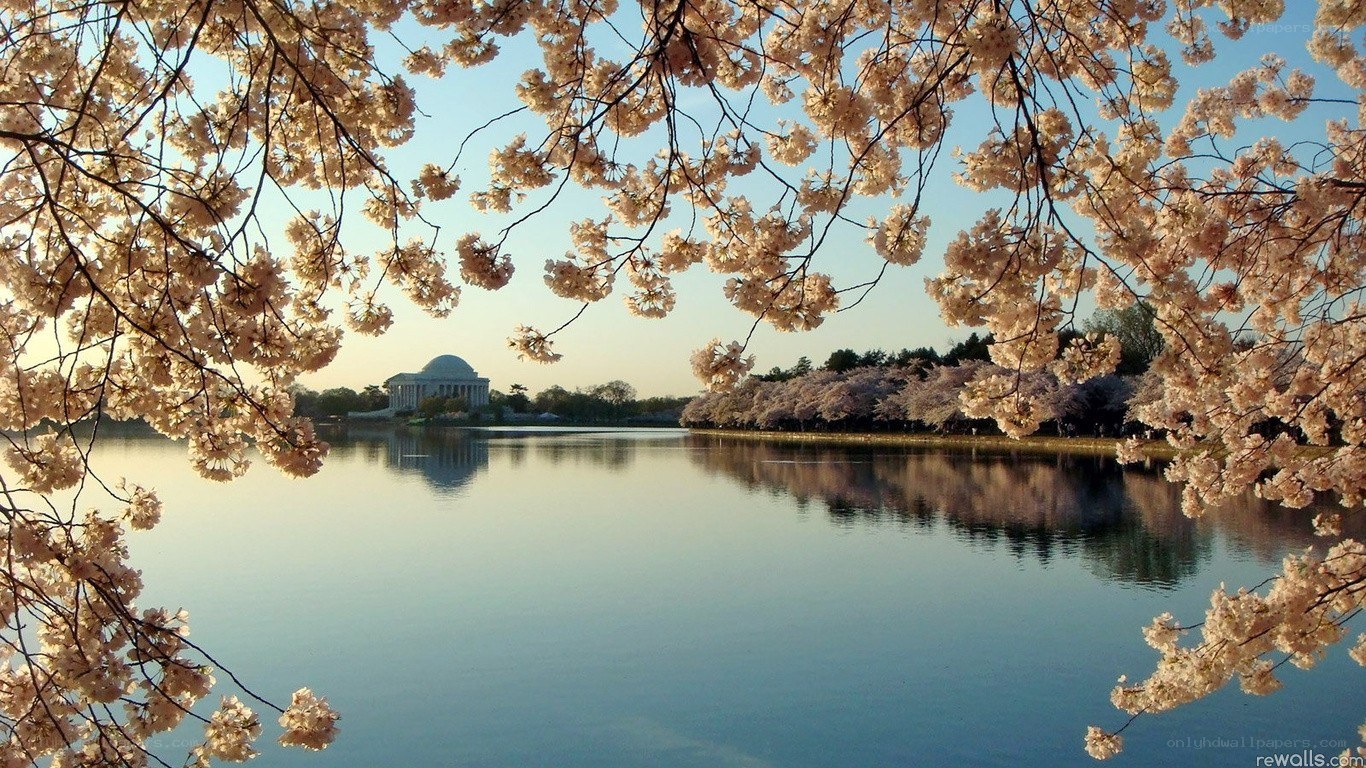 Cherry blossoms at the Tidal Basin