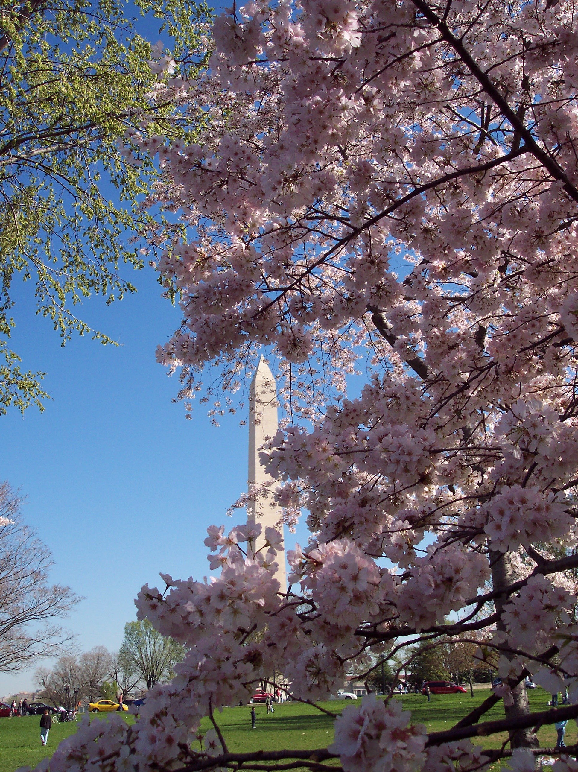 Cherry blossoms at the Washington Monument