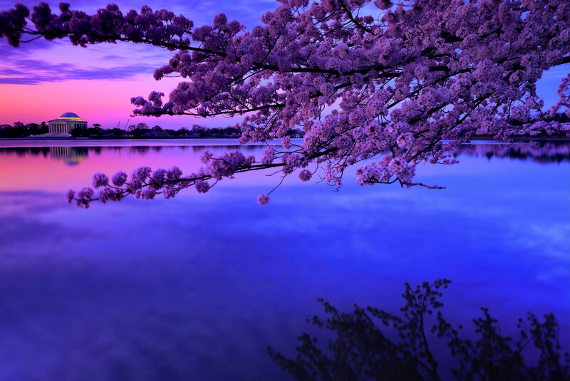 Cherry Blossoms at Twilight