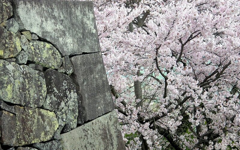 Cherry blossoms beside stone wall