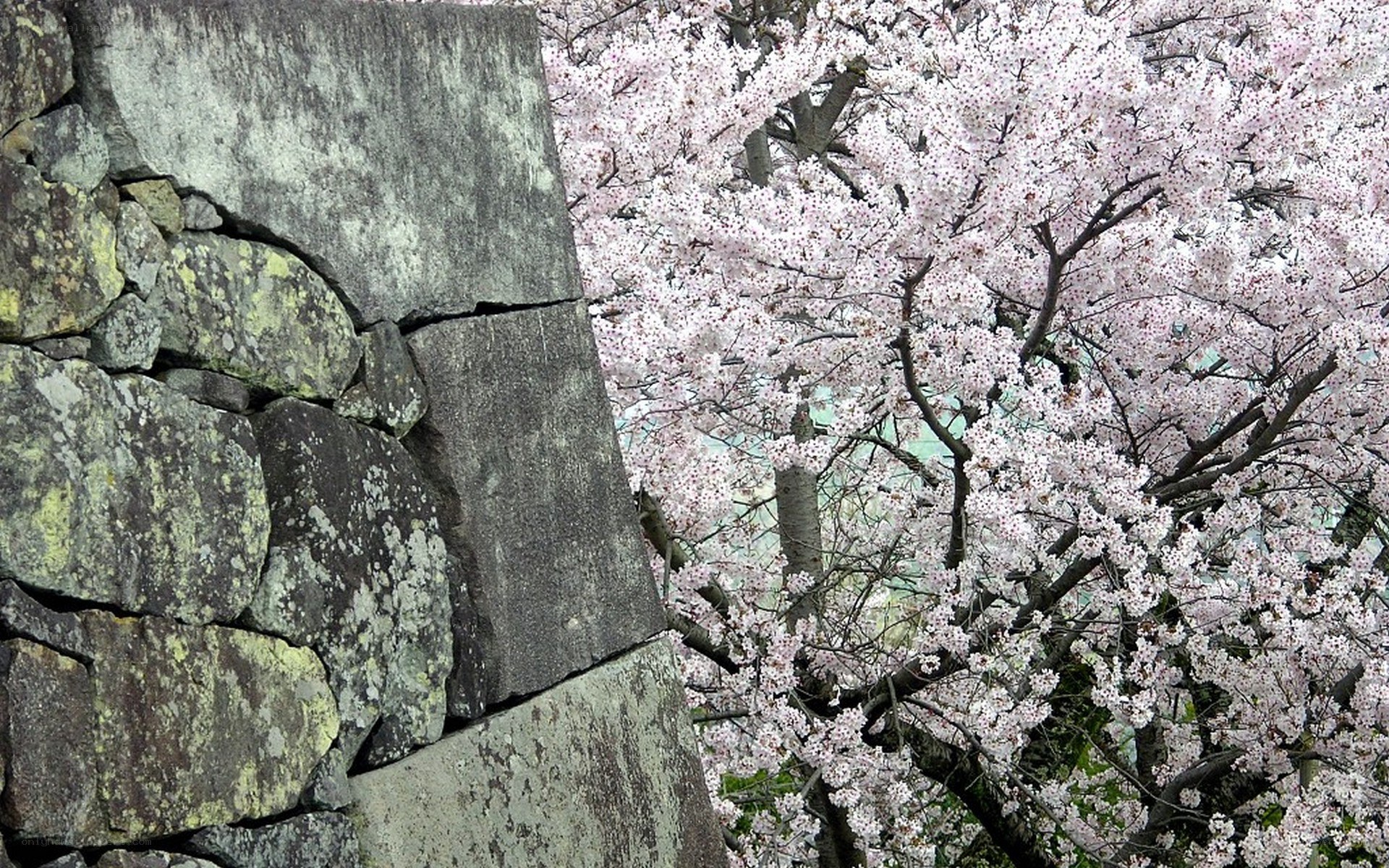 Cherry blossoms beside stone wall