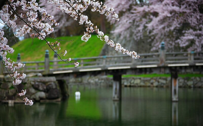 Cherry blossoms by a bridge