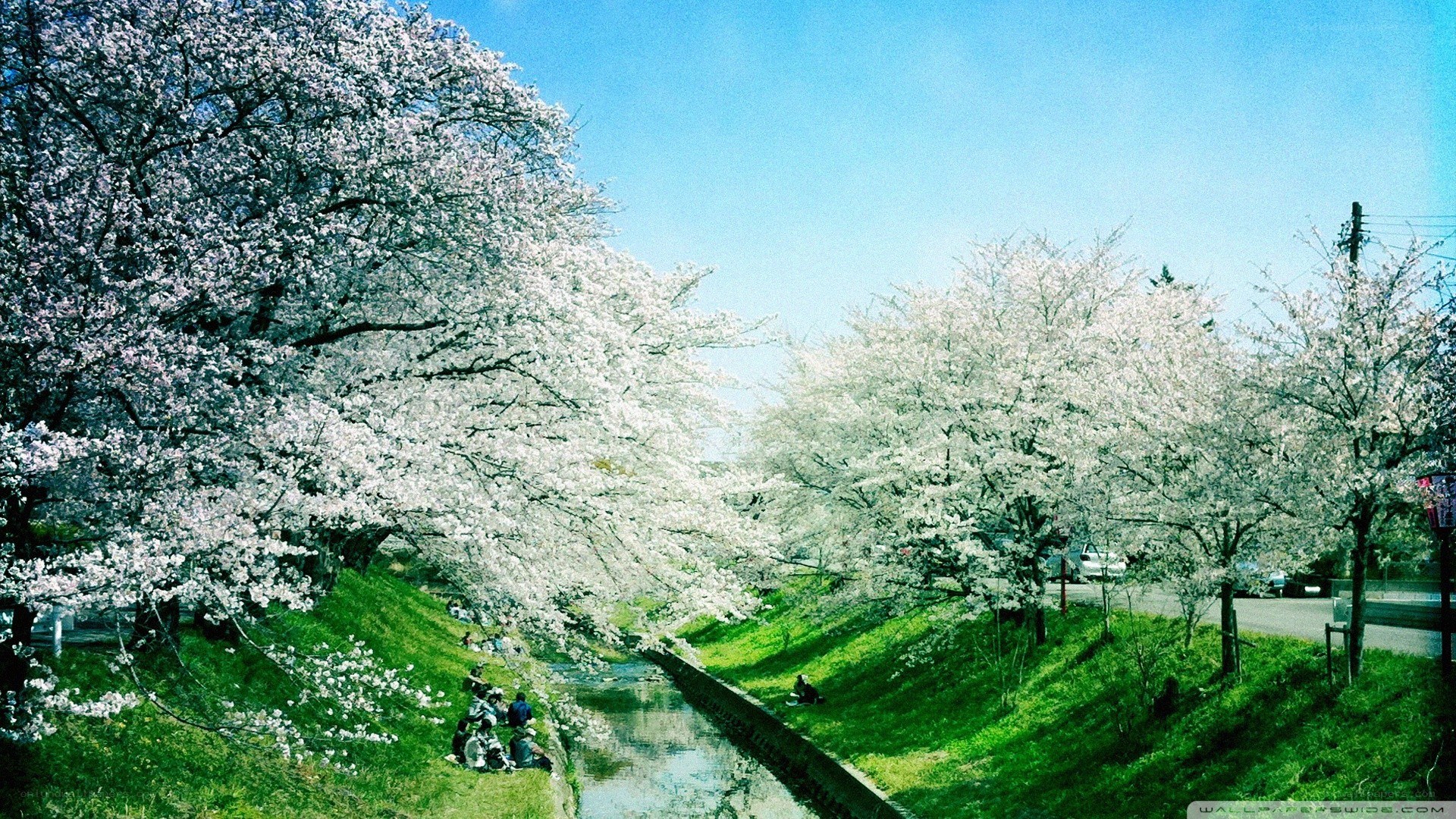 Cherry blossoms by a canal
