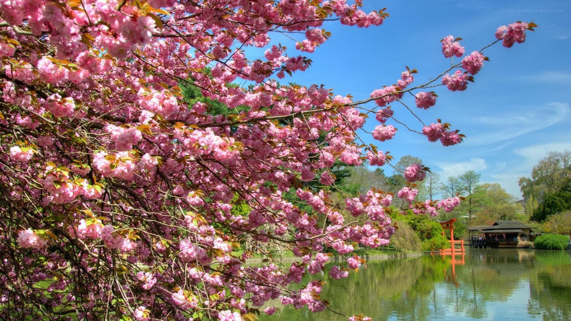 Cherry blossoms by a pond