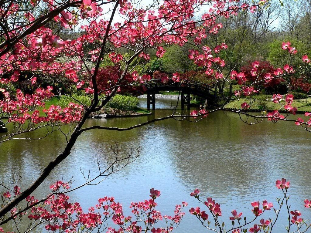 Cherry blossoms by a pond