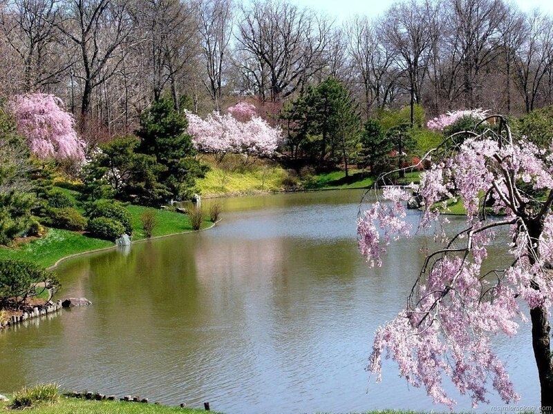 Cherry blossoms by a pond