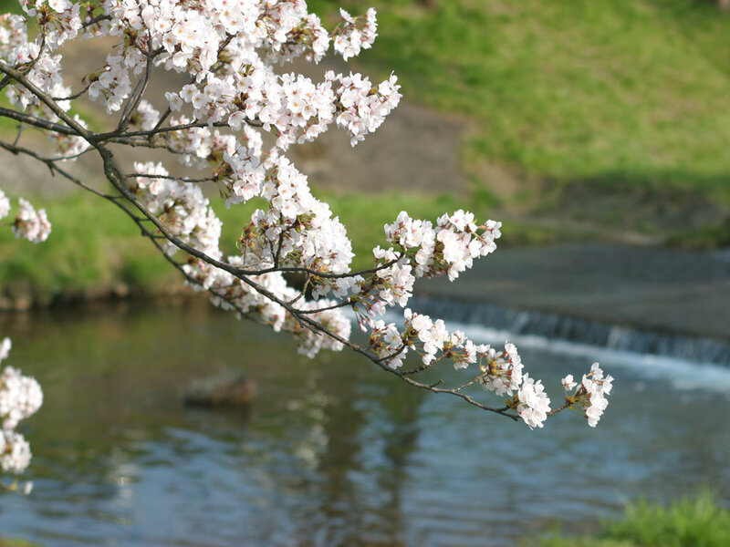 Cherry blossoms by a river