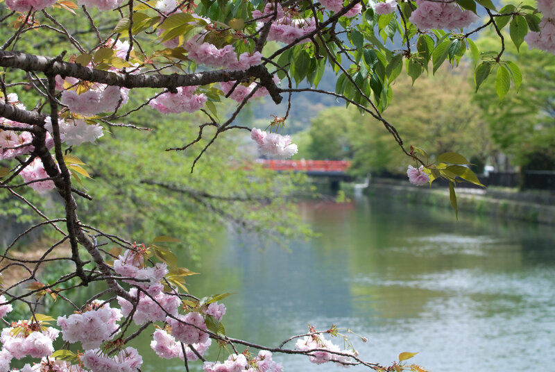 Cherry blossoms by a river
