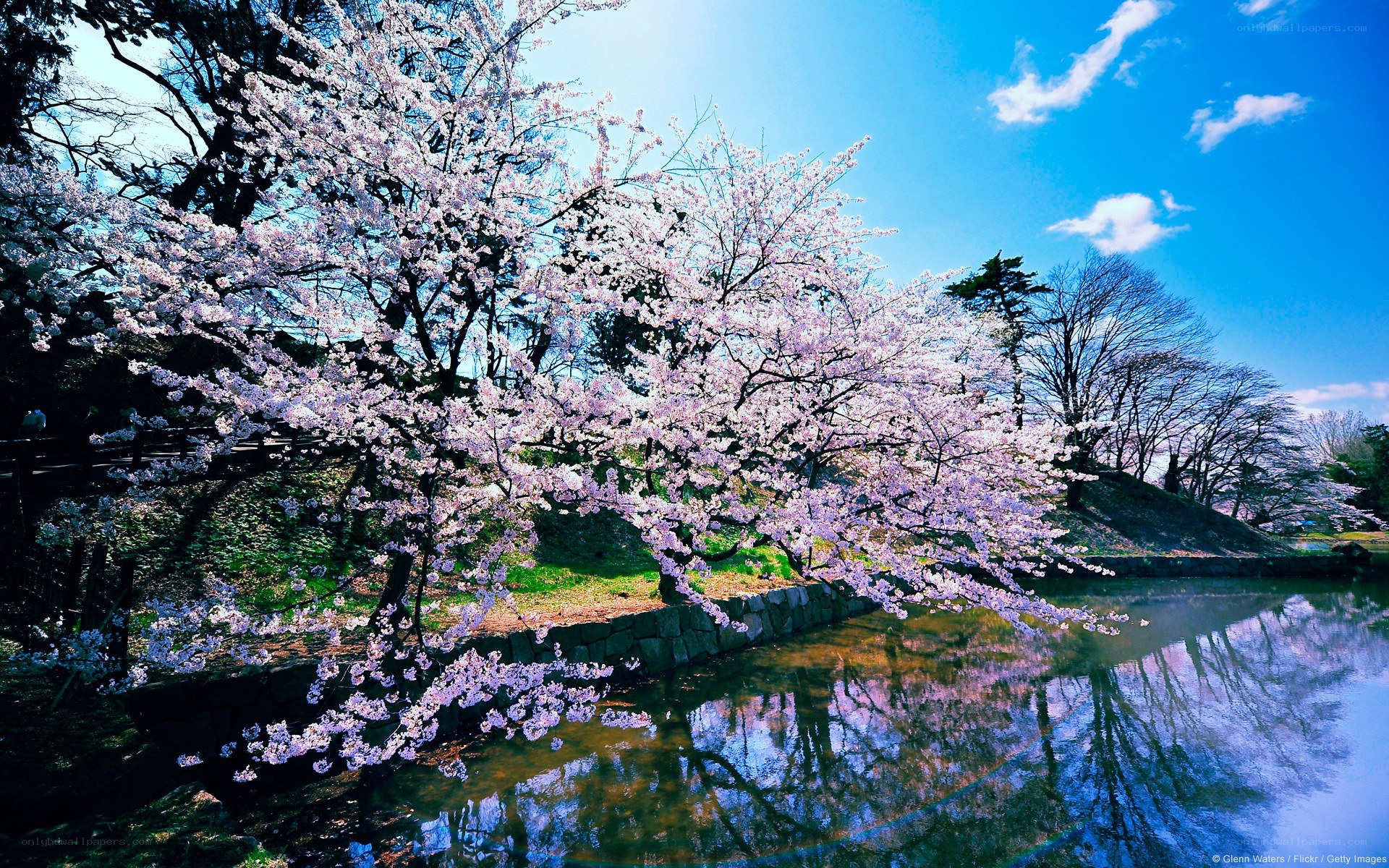Cherry blossoms by a river