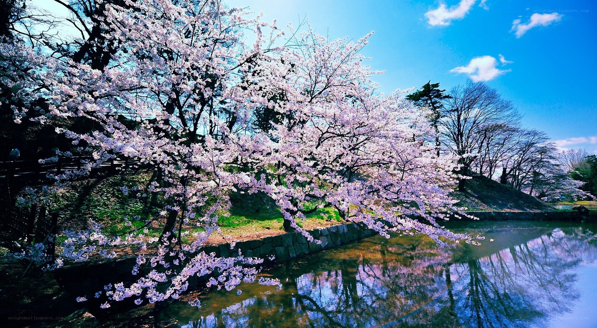 Cherry blossoms by a river