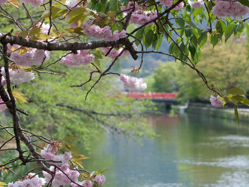 Cherry blossoms by a river