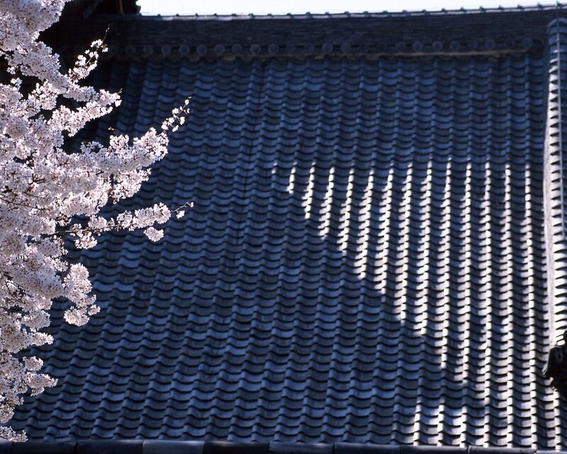 Cherry blossoms by a tiled roof