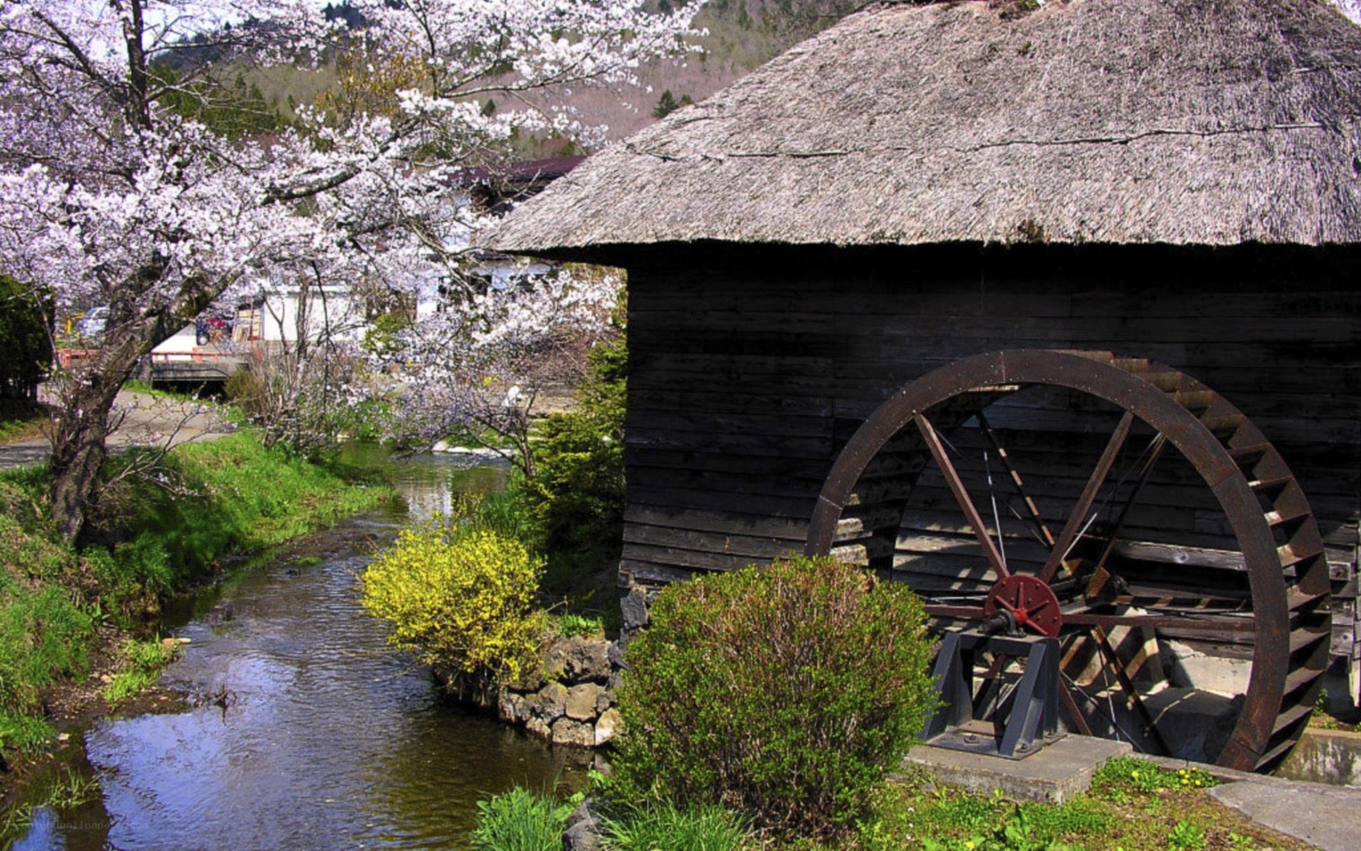 Cherry blossoms by a watermill