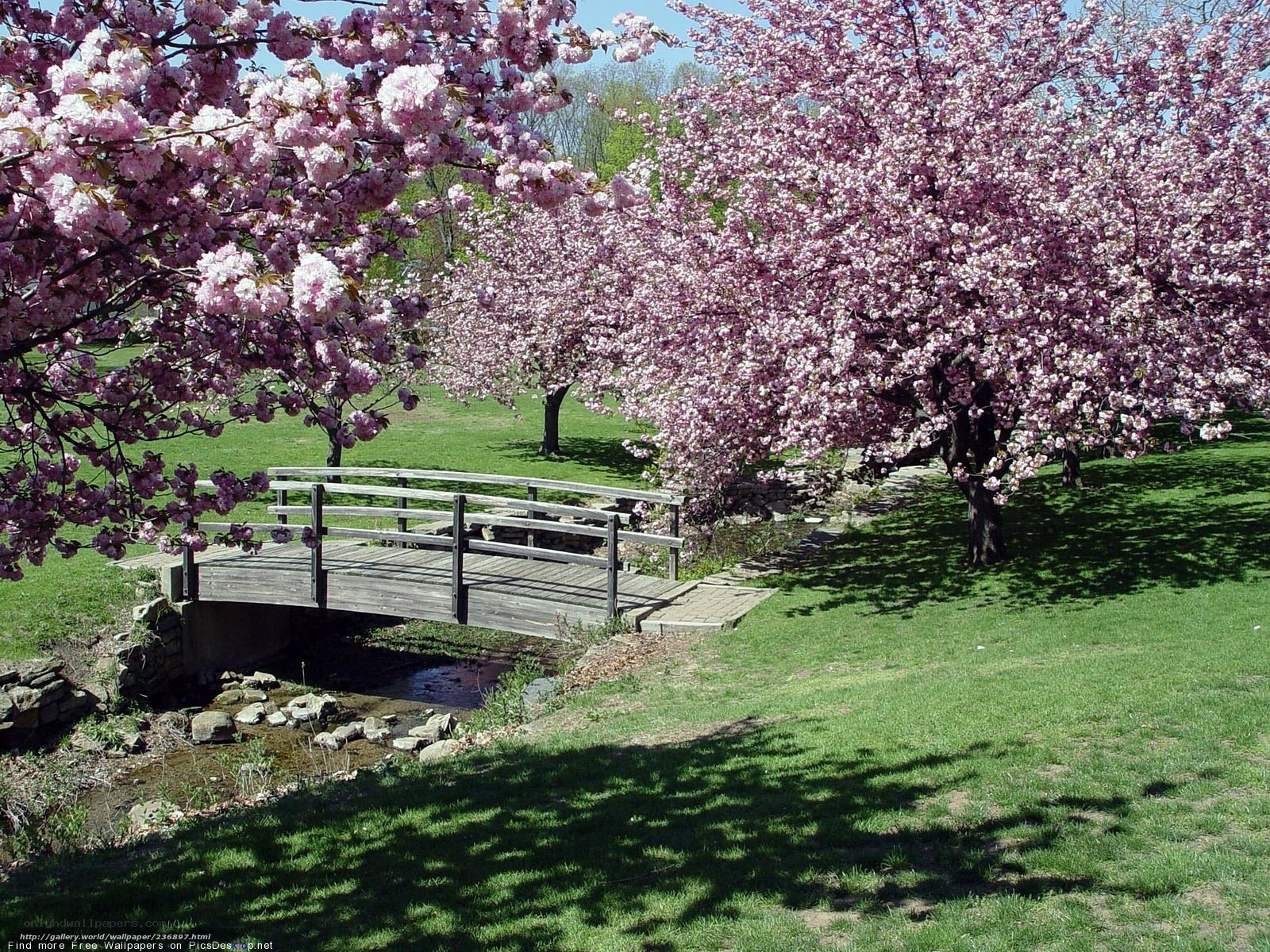 Cherry blossoms by a wooden bridge