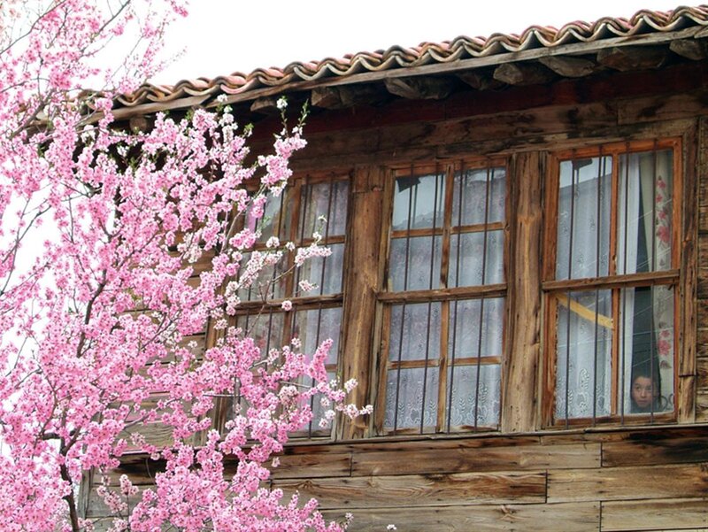 Cherry blossoms by a wooden house