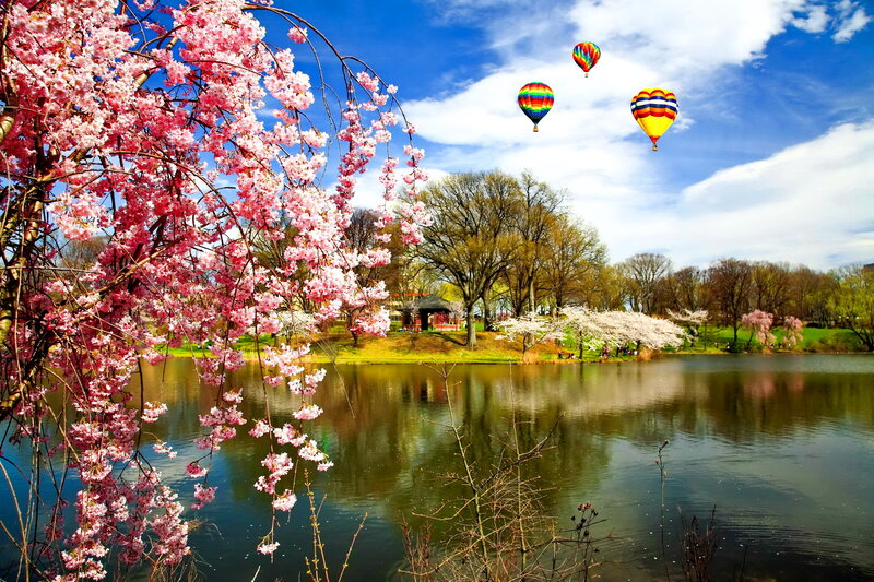 Cherry Blossoms by Lake — Pink