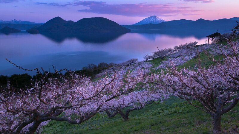 Cherry Blossoms by Lake — Purple