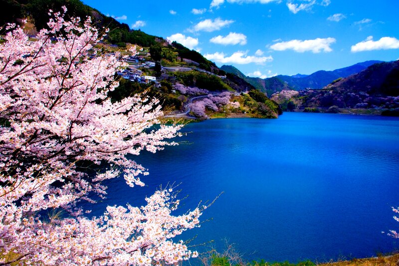 Cherry Blossoms by Lake
