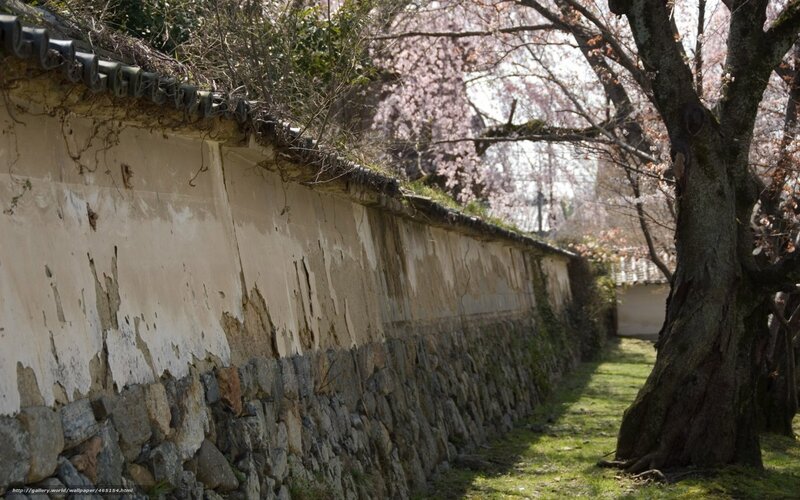 Cherry blossoms by old wall