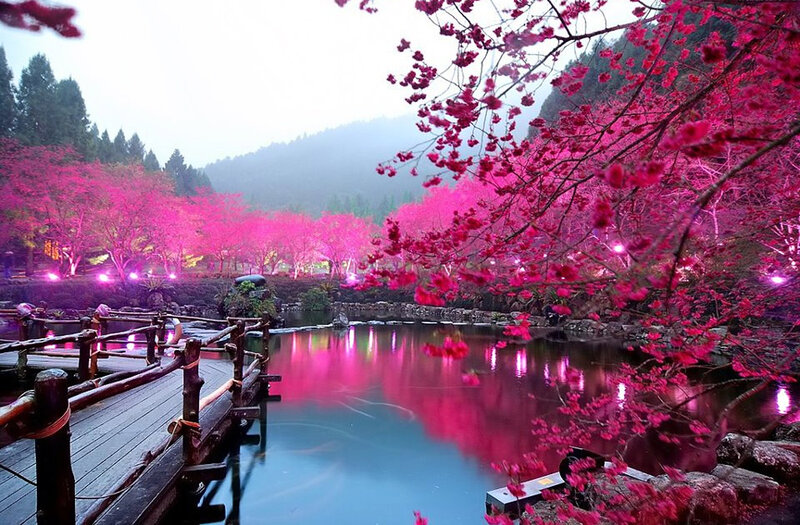 Cherry Blossoms by Pond — Pink, Serene, Night