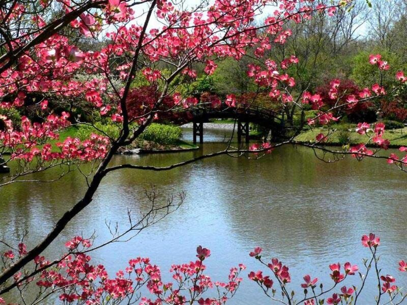 Cherry Blossoms by Pond — Pink, Serene, Spring
