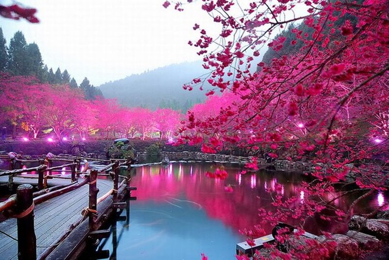Cherry Blossoms by Pond — Pink, Serene