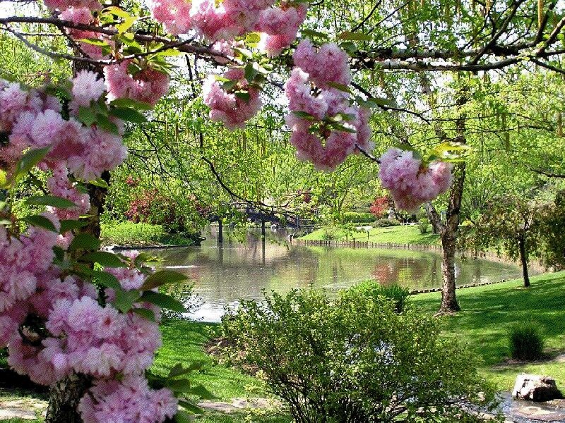Cherry Blossoms by Pond — Pink