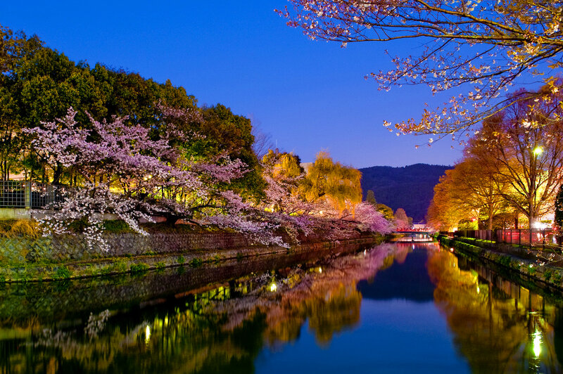 Cherry Blossoms by River — Blue