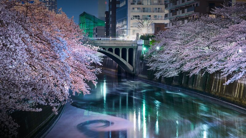 Cherry Blossoms by River — Pink