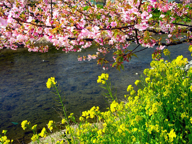 Cherry Blossoms by River