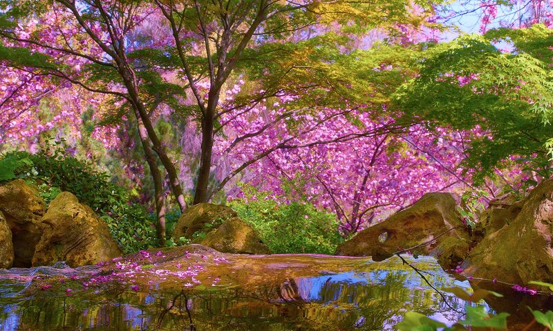 Cherry Blossoms by Stream