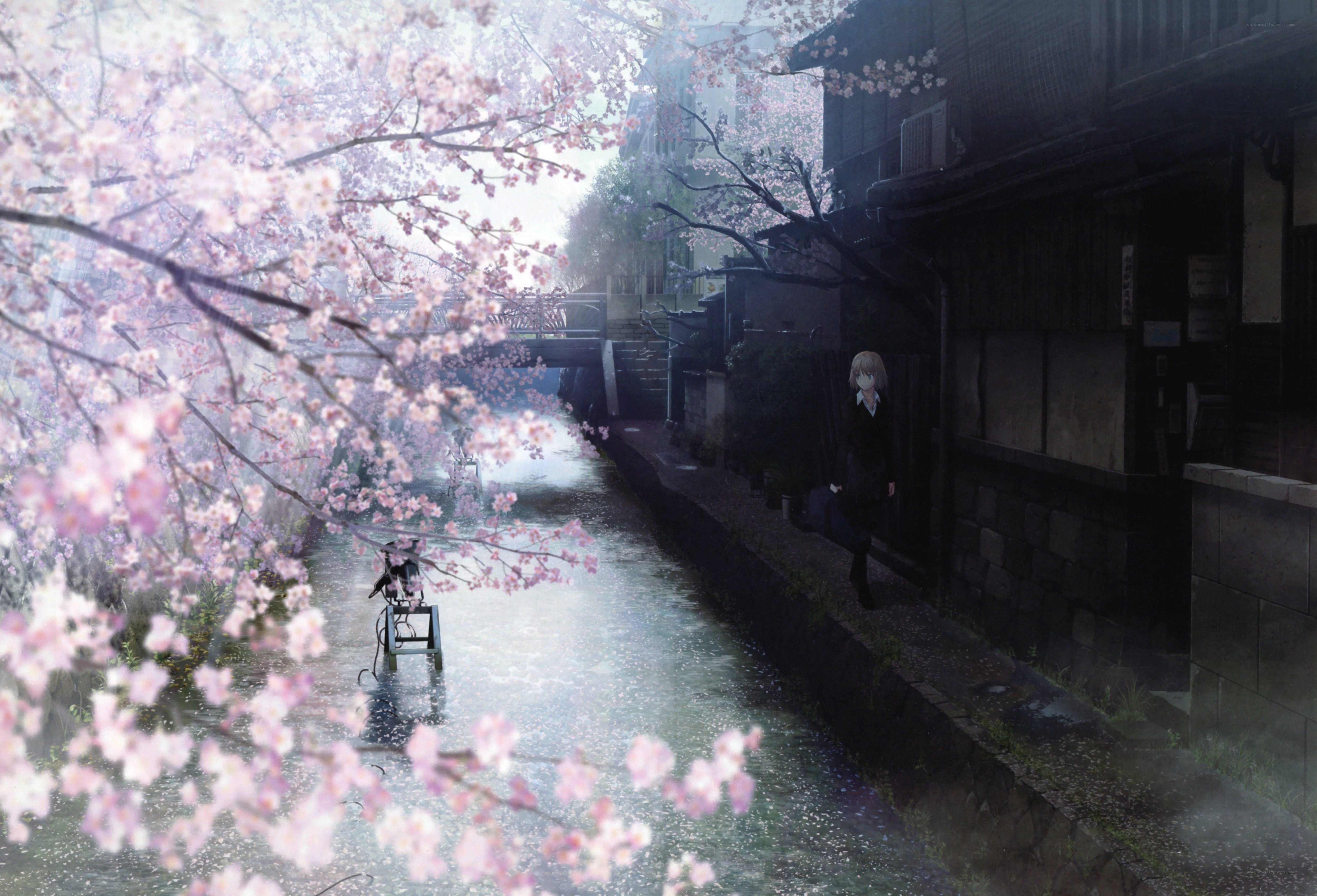 Cherry blossoms by the canal