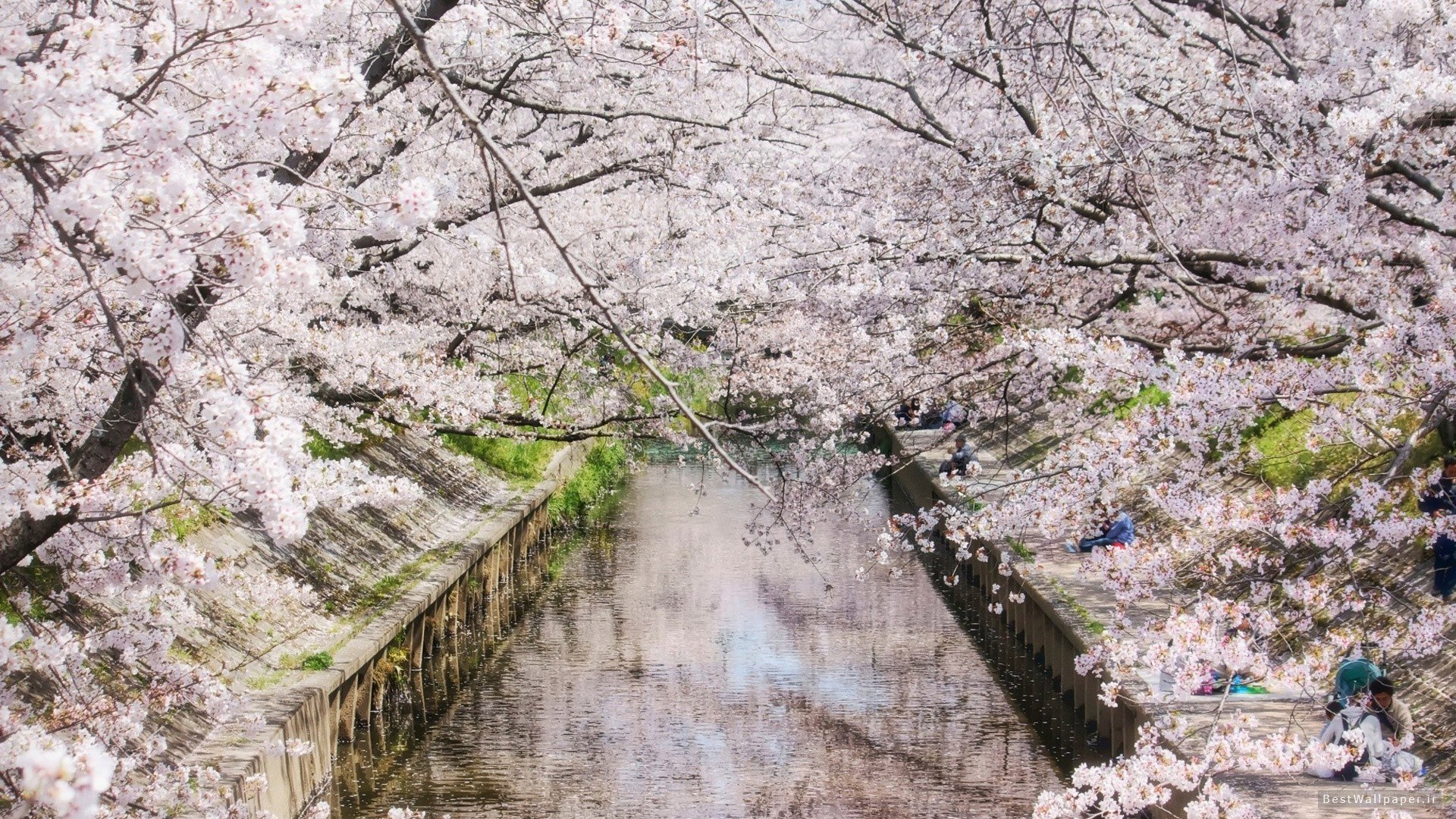 Cherry blossoms by the canal