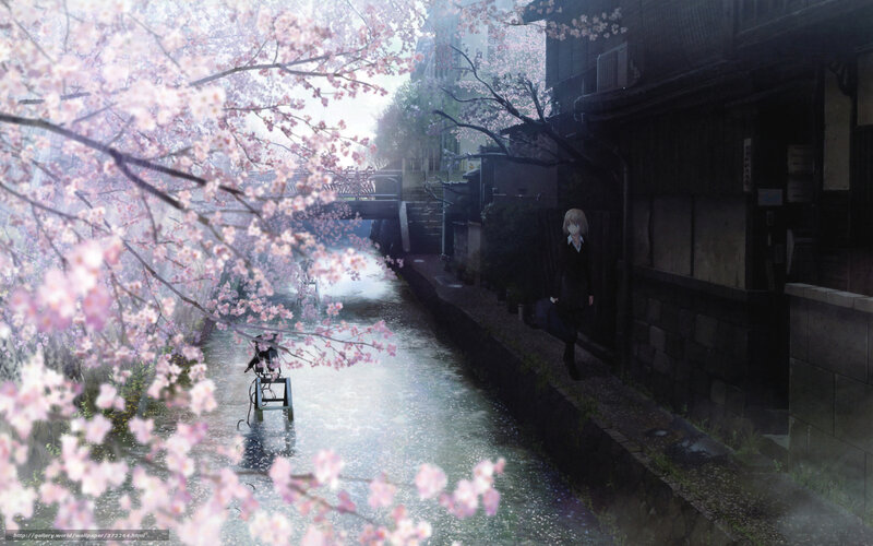 Cherry blossoms by the canal