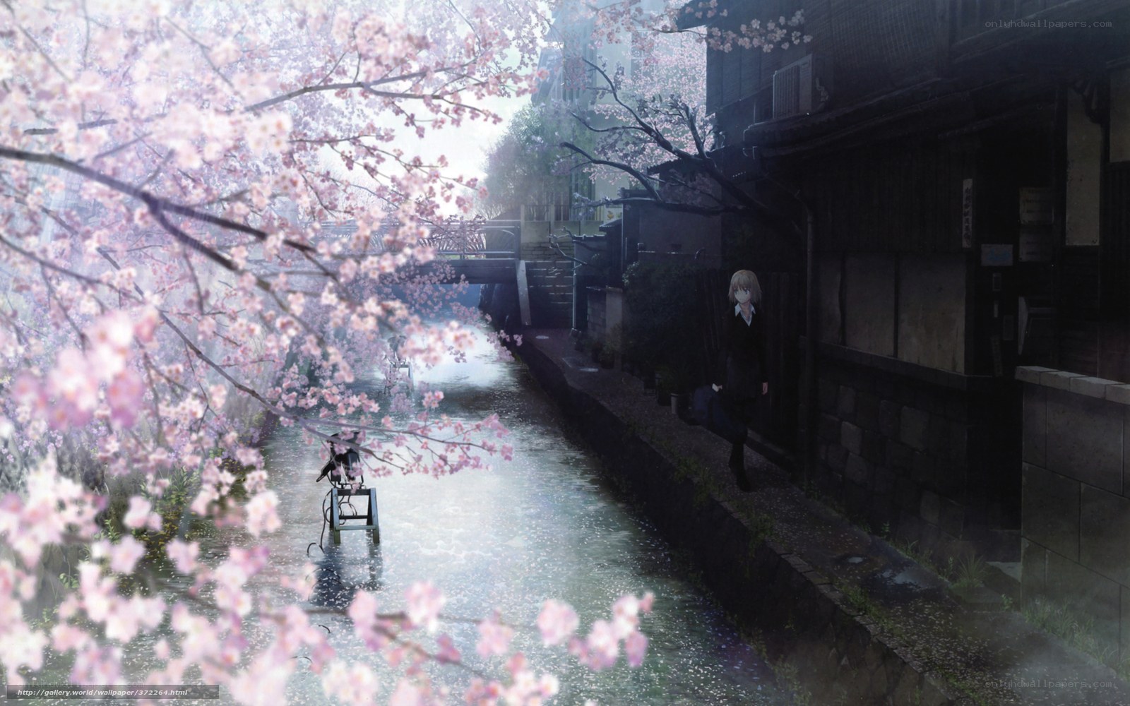 Cherry blossoms by the canal