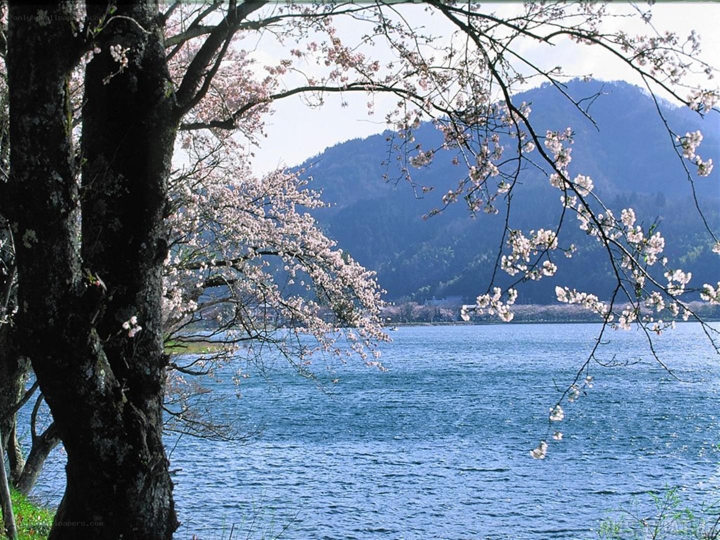 Cherry blossoms by the lake