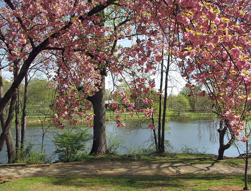 Cherry blossoms by the lake