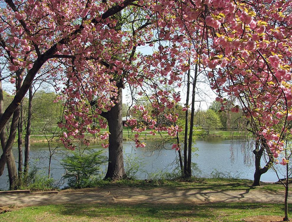 Cherry blossoms by the lake