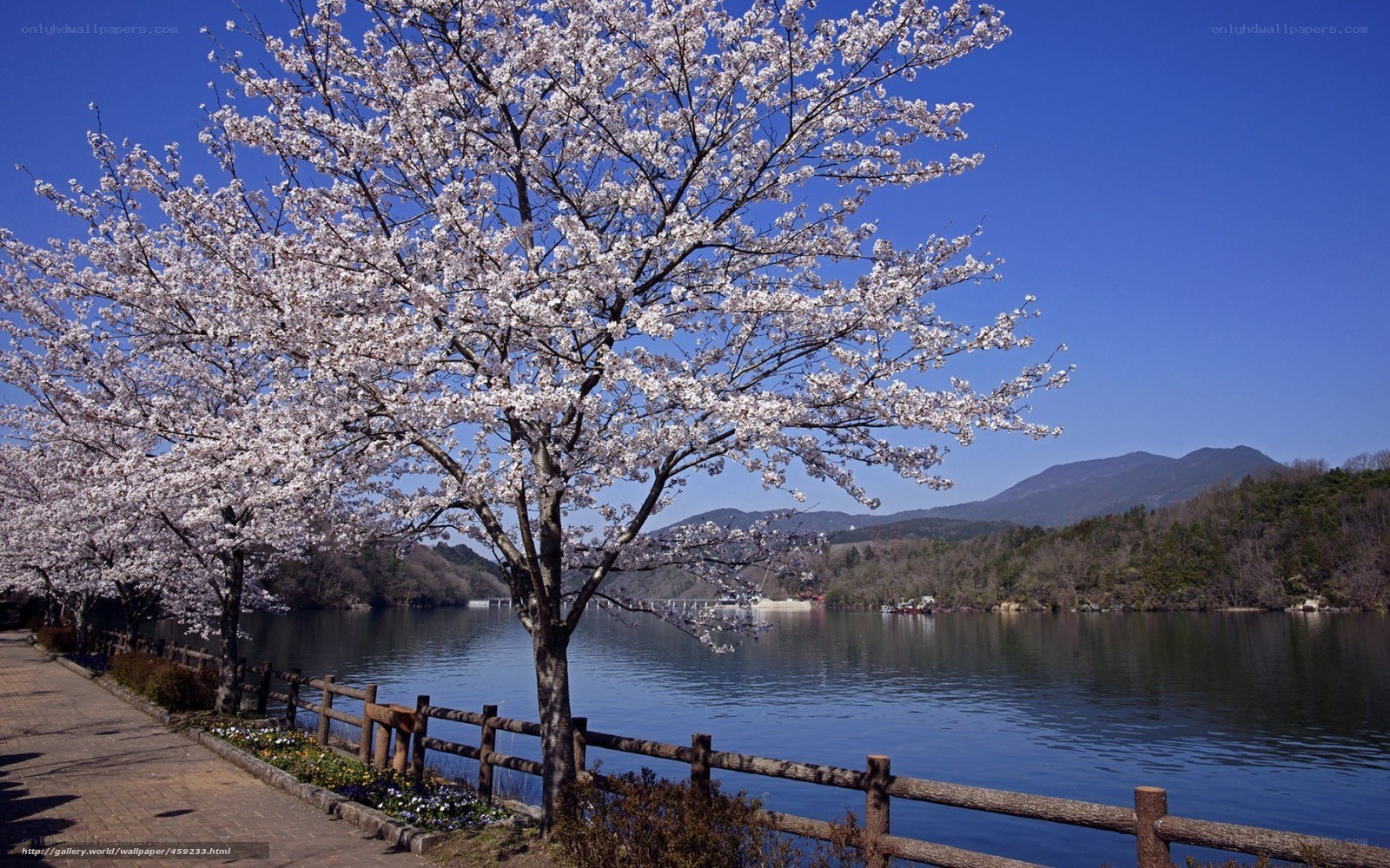 Cherry blossoms by the lake