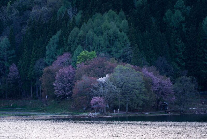 Cherry blossoms by the lake