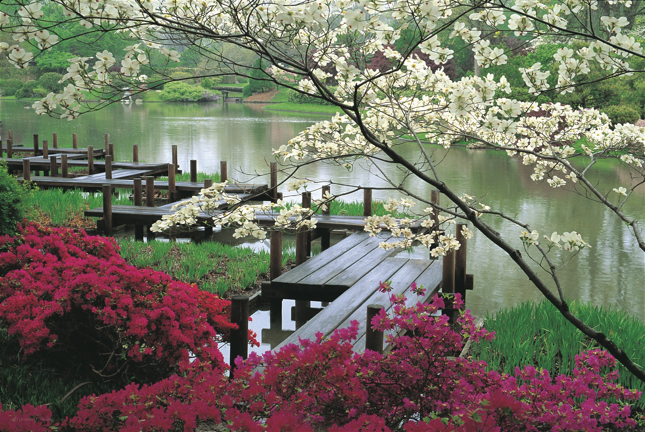 Cherry blossoms by the lake