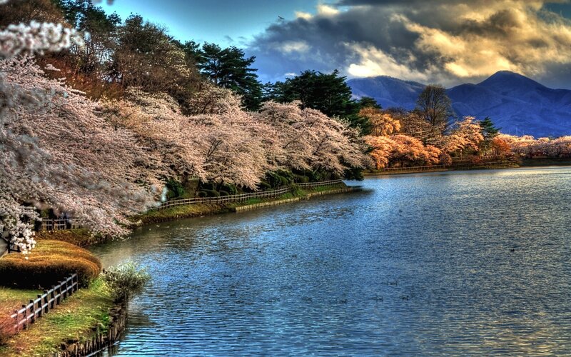 Cherry blossoms by the lake