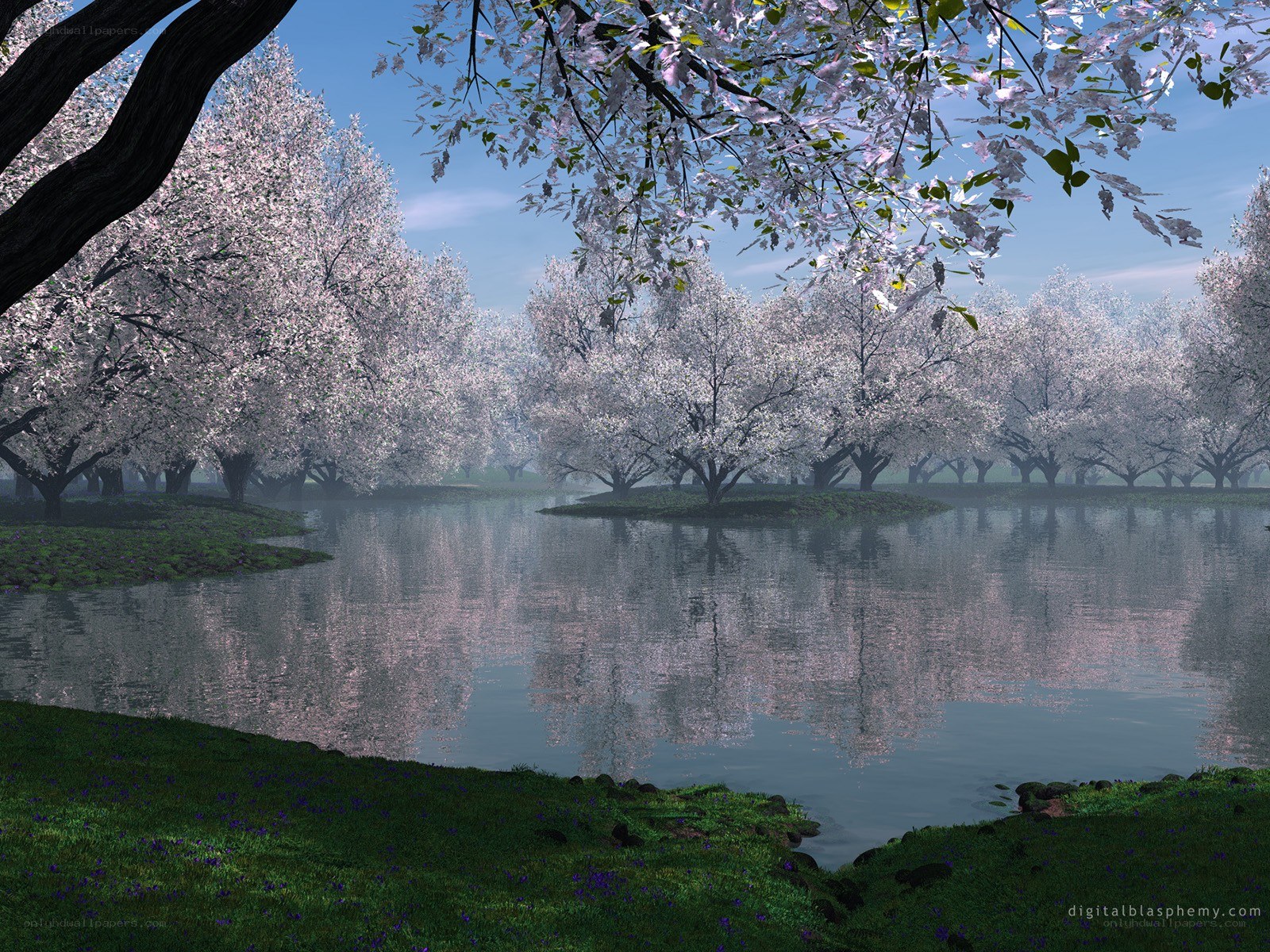 Cherry blossoms by the lake