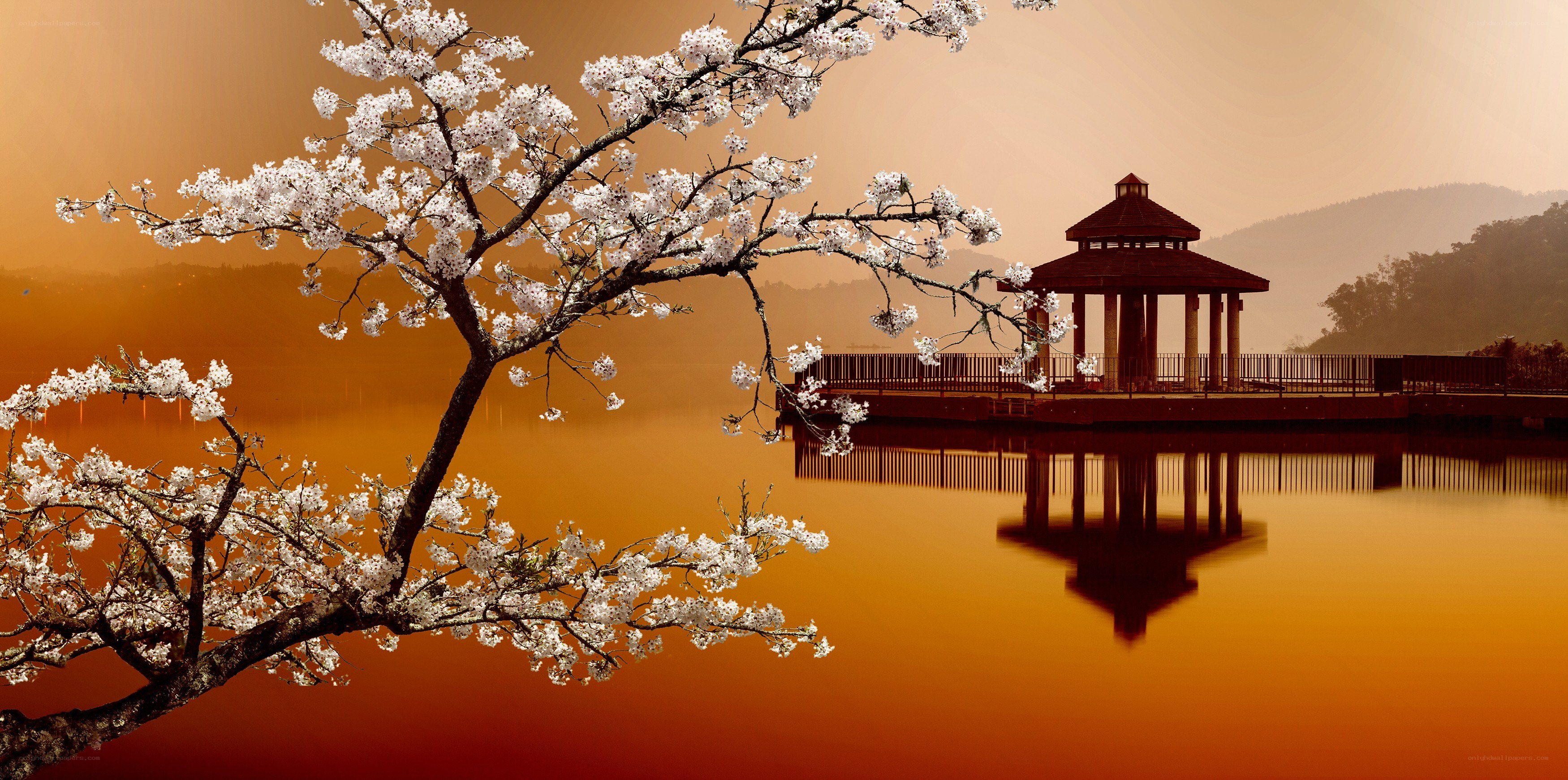 Cherry blossoms by the lake