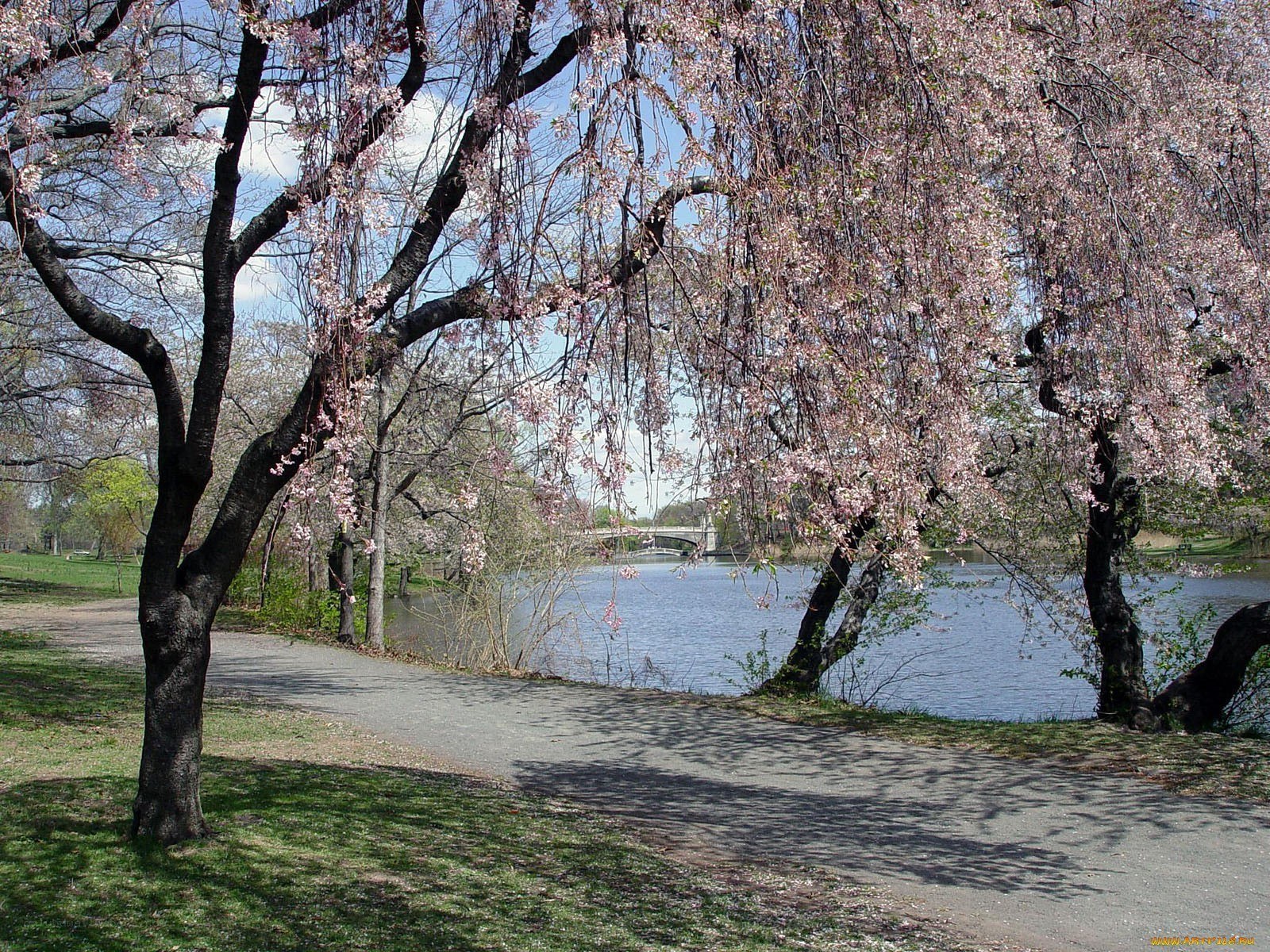 Cherry blossoms by the lake