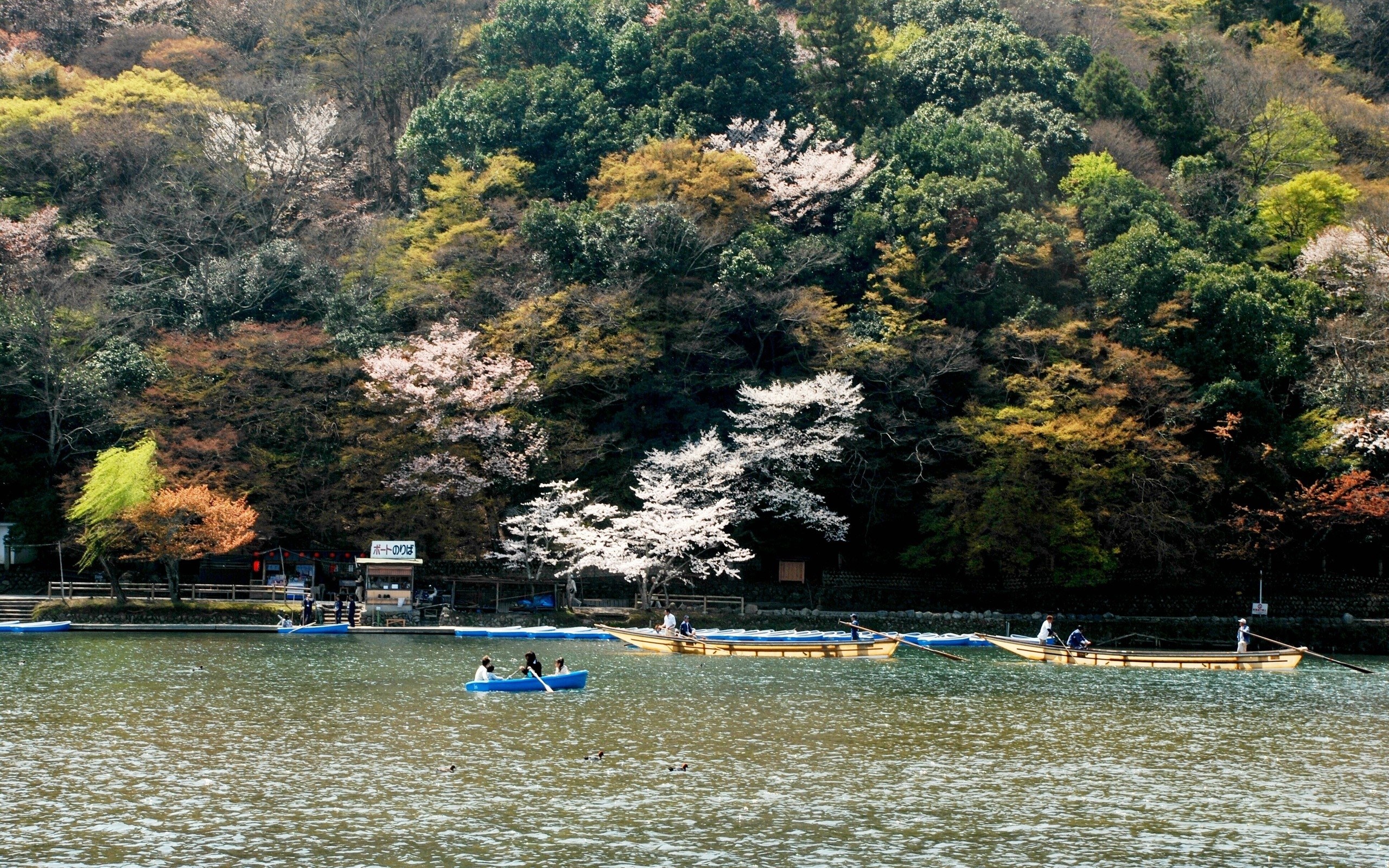 Cherry blossoms by the lake