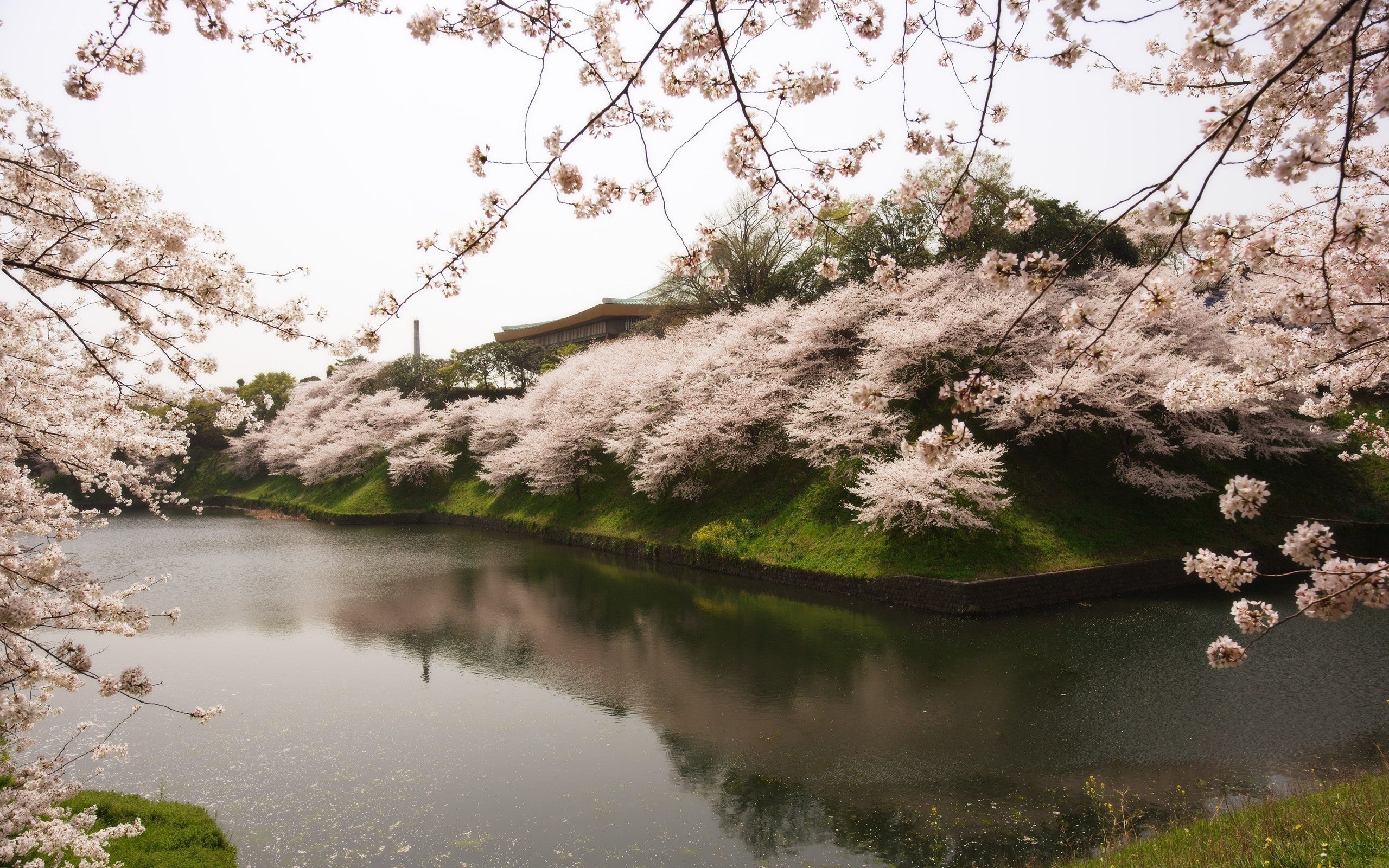 Cherry blossoms by the moat