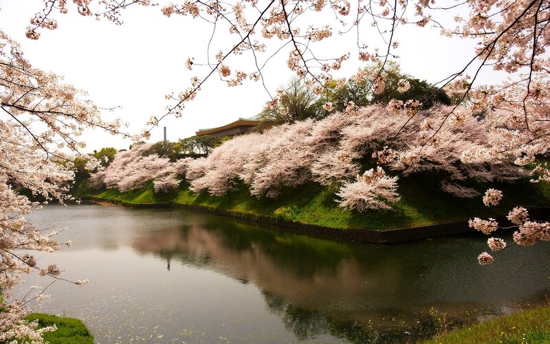 Cherry blossoms by the moat