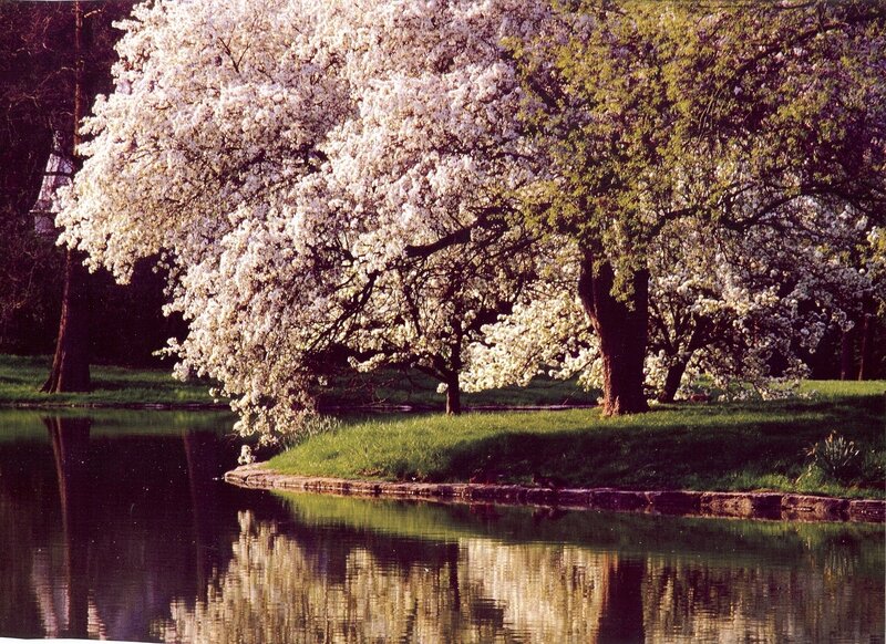 Cherry blossoms by the pond