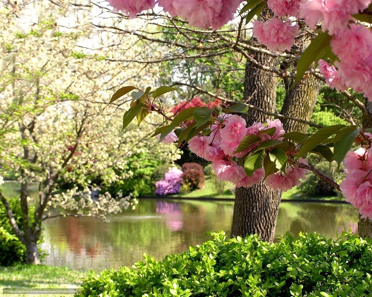 Cherry blossoms by the pond